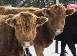 Delanie & Willo 1st Place Herd shots