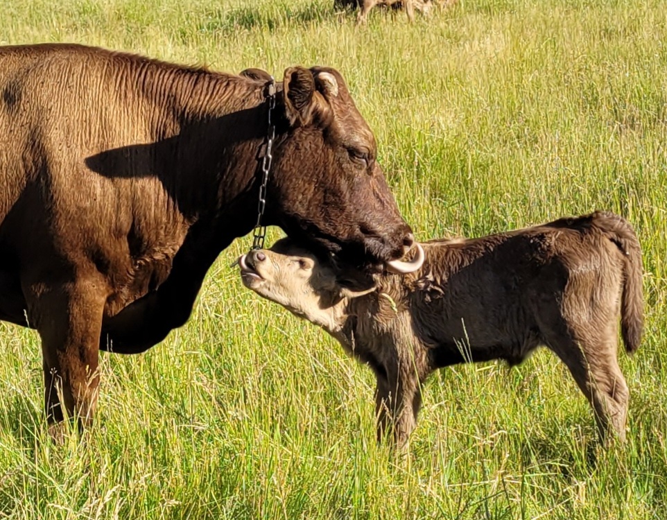 Cow-calf Bonnie B