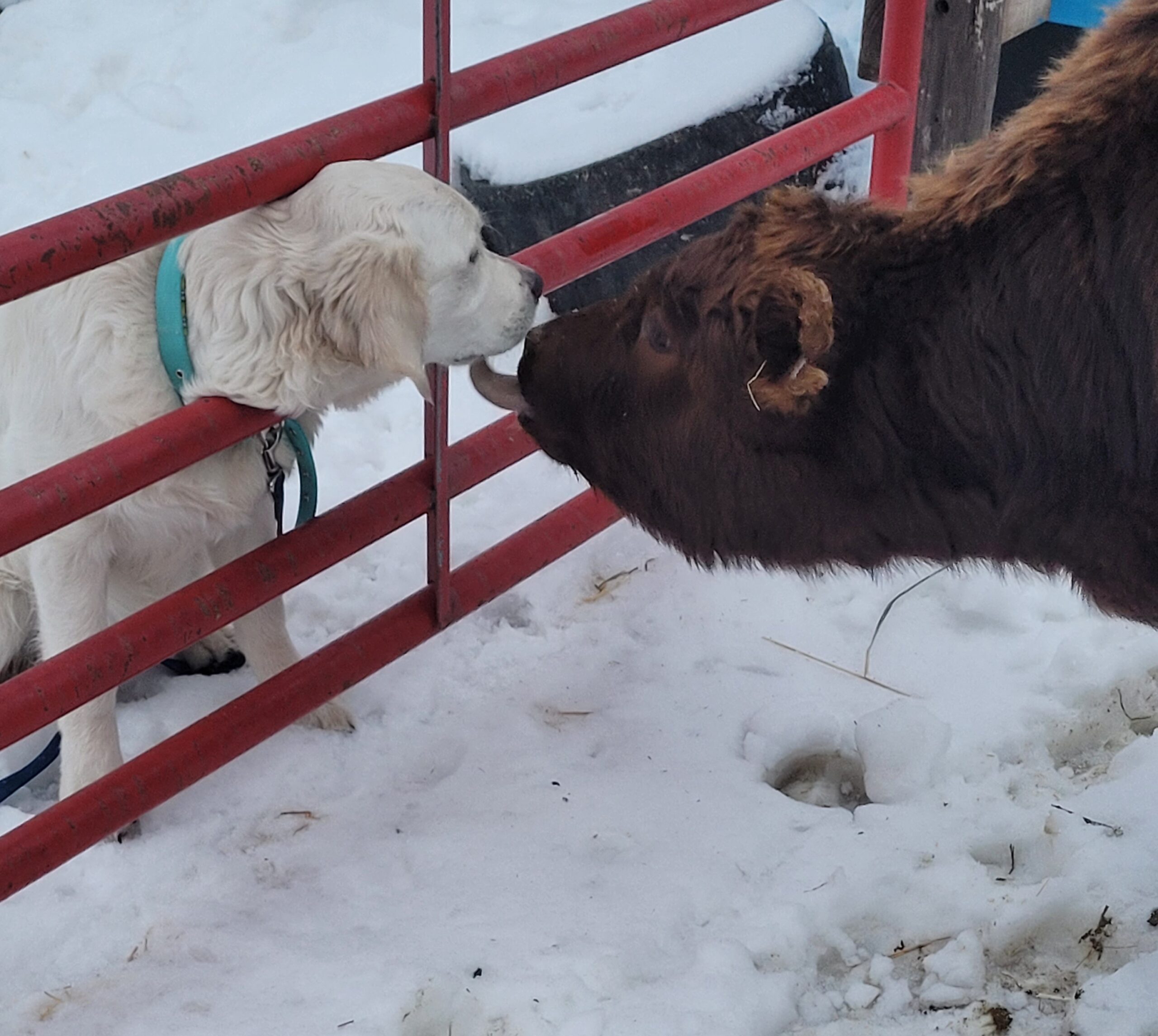 Emma and calf B