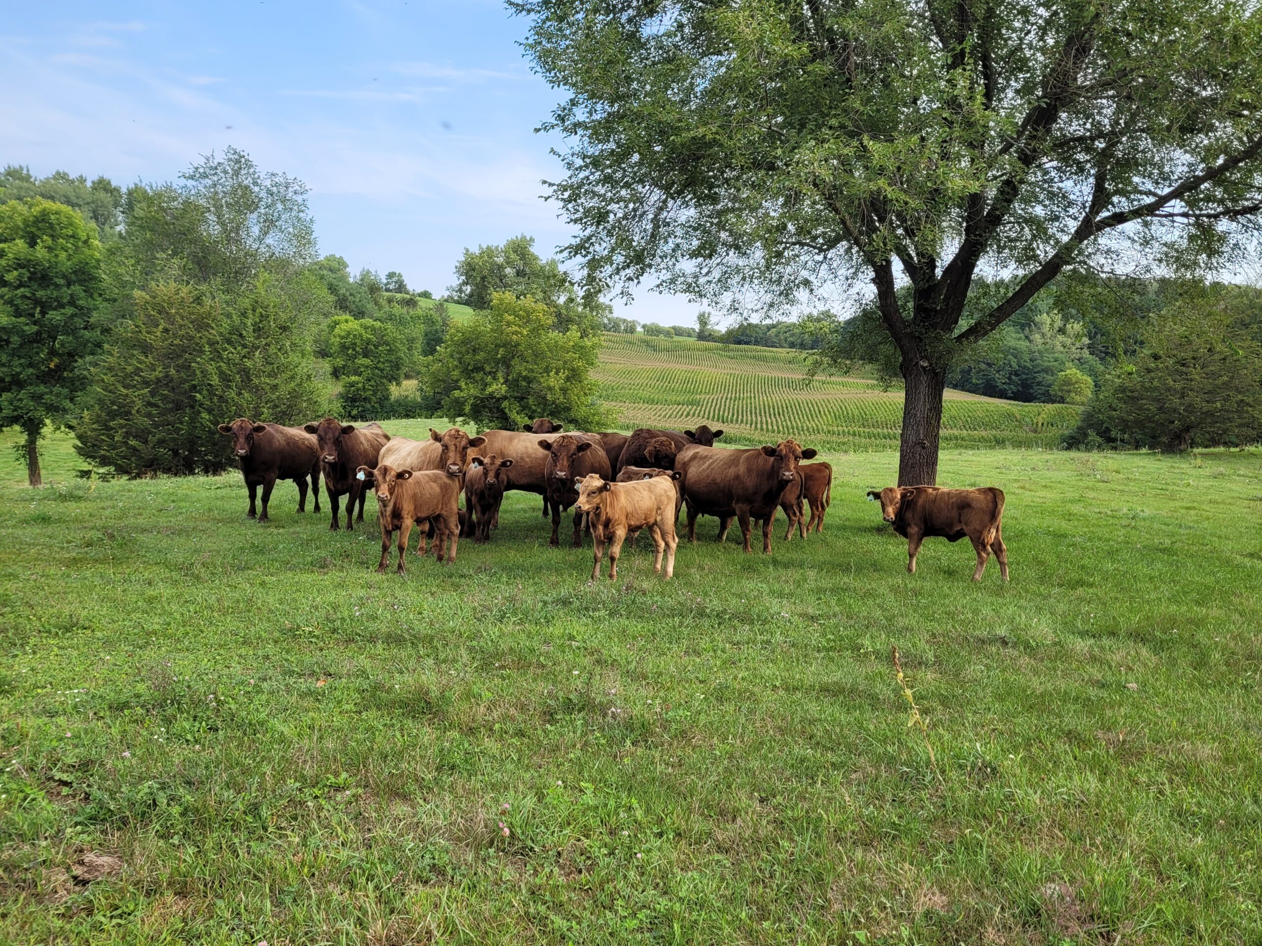 Herd 2 with field